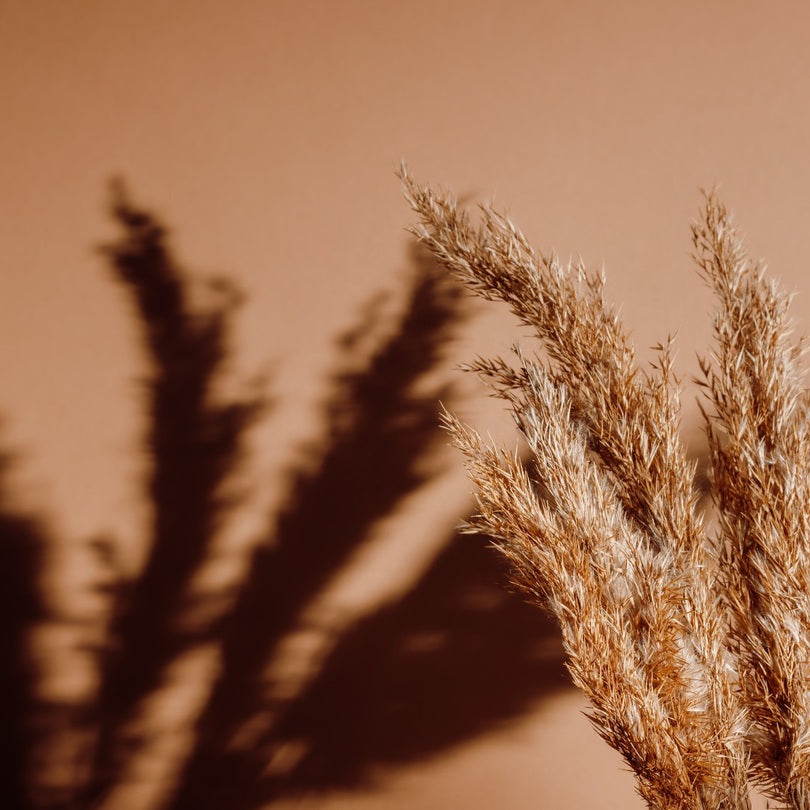  Pampas Grass Natural Decor