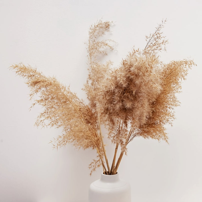  Pampas Grass Natural Decor